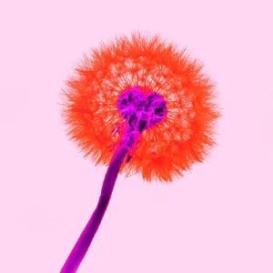 icona_Ilford_Washi-Echizen Ilford_Washi-Echizen