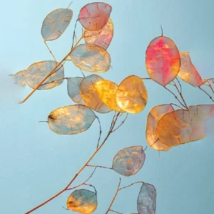 icona_Ilford_Washi-Torinoko Ilford_Washi-Torinoko