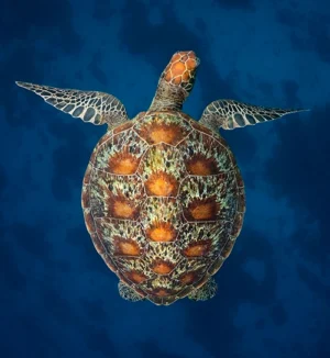 Carta_Hahnemuhle Fine Art Baryta 325 g Hahnemühle Fine Art Baryta 325g