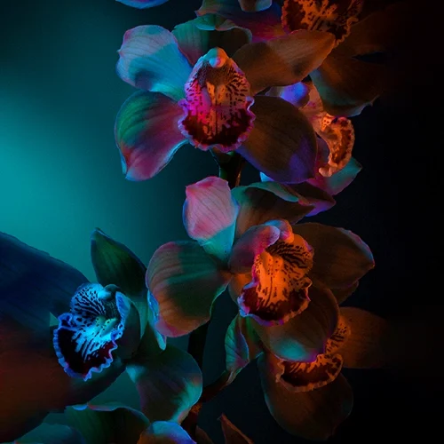 Photo Art Pro Canvas 385g